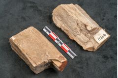 Foto (Seitenansicht) von Betula prisca (NHMW-GEO-2024-0188-11580)